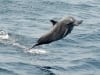 Jumping-Delphin