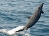 Jumping-Delphin2