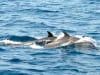 guides-to-Costa-Rica