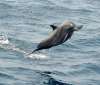 Jumping-Delphin
